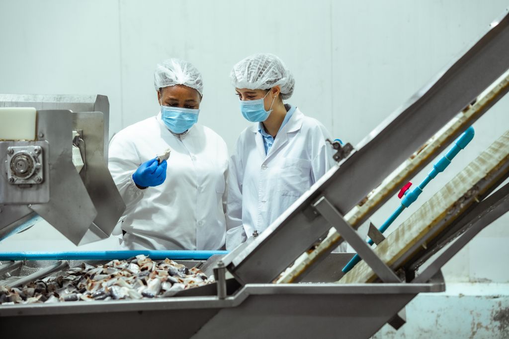 Quality control staff review fish samples near cutting and sorting machine in regulated seafood factory. Hygiene supervision, critical control point inspection and manufacturing compliance process. Quality control staff review fish samples near cutting and sorting machine in regulated seafood factory. Hygiene supervision, critical control point inspection and manufacturing compliance process.